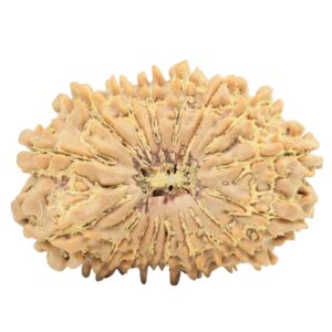 17 Mukhi Rudraksha 32.4mm 5.94gm - Rudraksha