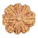 8 Mukhi Rudraksha 29.7mm 7.77gm - Rudraksha