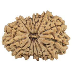 14 Mukhi Rudraksha 29.5mm 4.4gm - Rudraksha