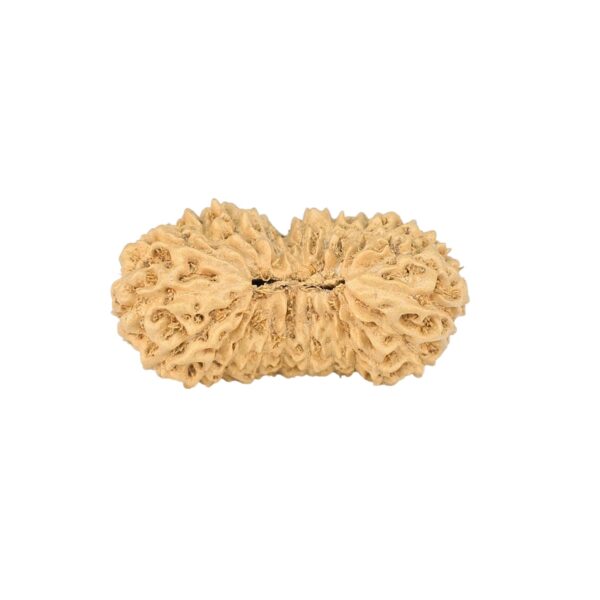 21 Mukhi Rudraksha 24mm 1.22gm - Rudraksha