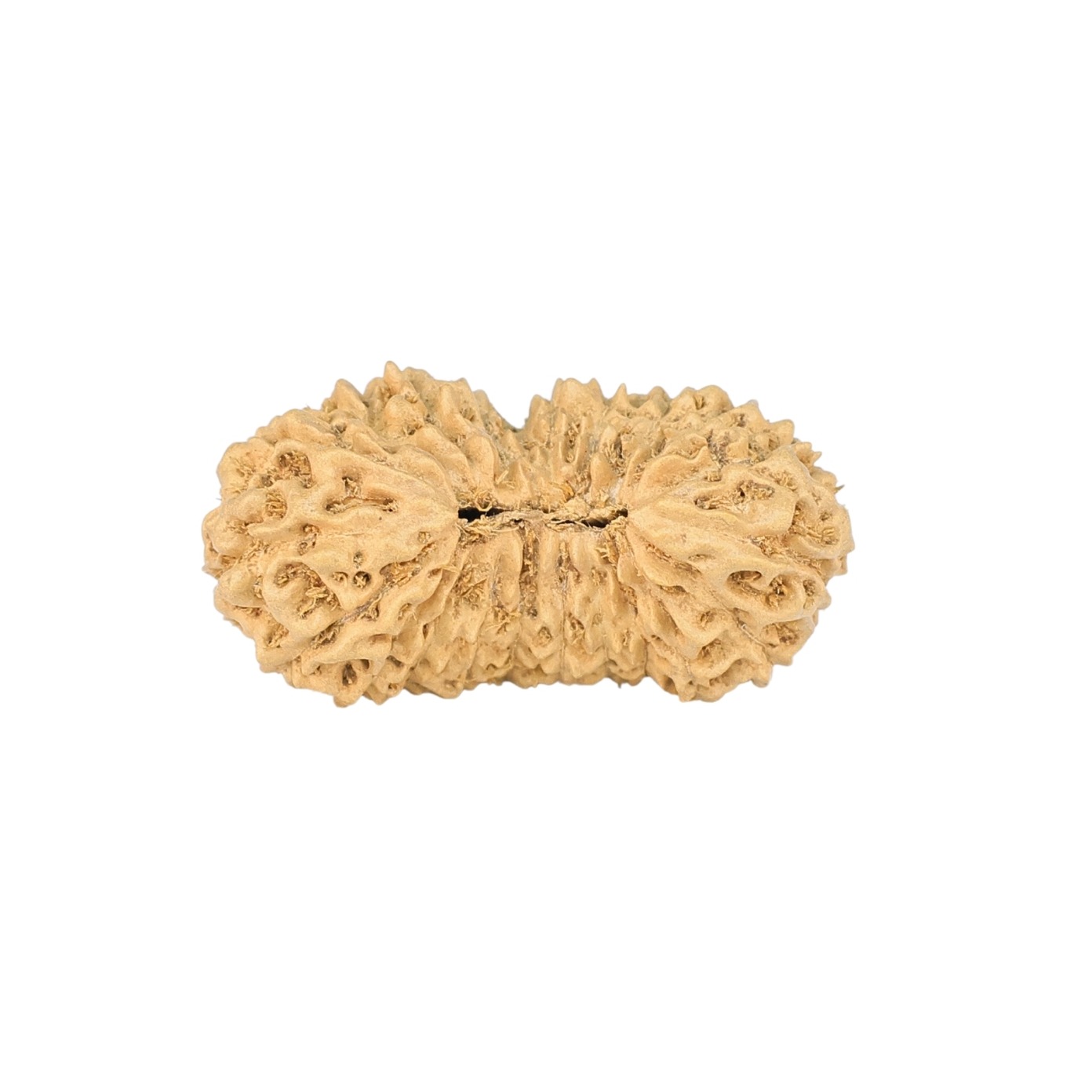 21 Mukhi Rudraksha 24mm 1.22gm - Rudraksha
