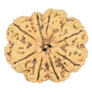 8 Mukhi Rudraksha 31.7mm 6.75gm - Rudraksha