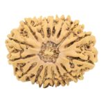 16 Mukhi Rudraksha 28.8mm 4.39gm - Rudraksha