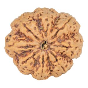 8 Mukhi Rudraksha 34mm 8.72gm - Rudraksha