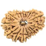 16 Mukhi Rudraksha 29.8mm 3.89gm - Rudraksha