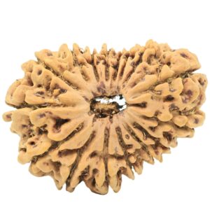 16 Mukhi Rudraksha 29.8mm 3.89gm - Rudraksha