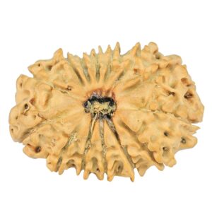 14 Mukhi Rudraksha 24.7mm 2.44gm - Rudraksha