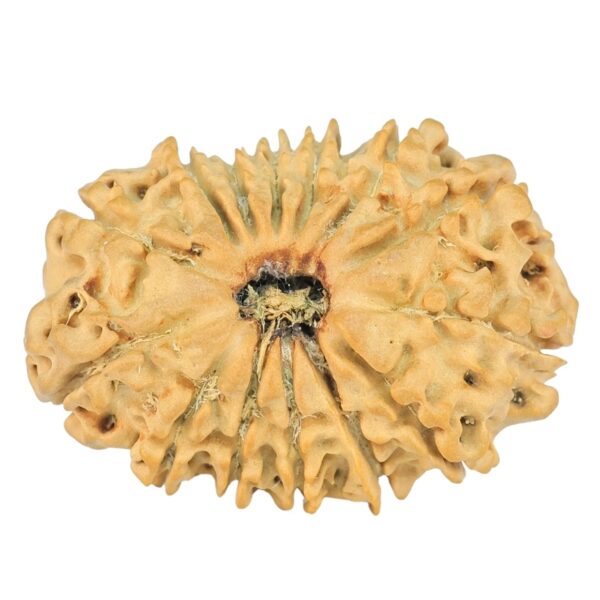 14 Mukhi Rudraksha 24.7mm 2.44gm - Rudraksha