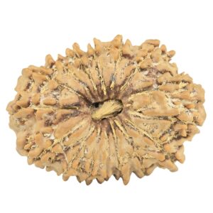 16 Mukhi Rudraksha 29.4mm 4.84gm - Rudraksha