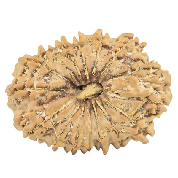 16 Mukhi Rudraksha 29.4mm 4.84gm - Rudraksha