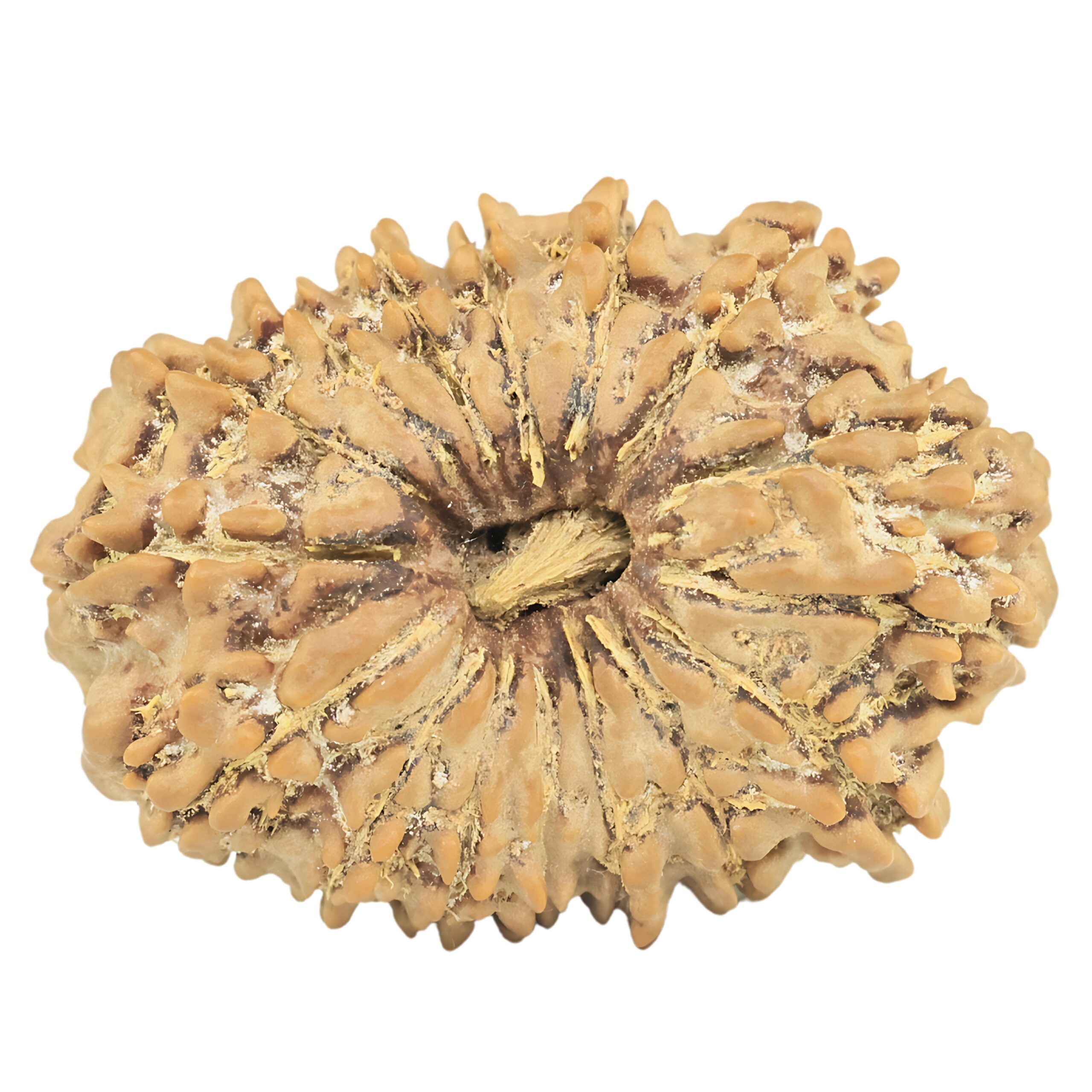 16 Mukhi Rudraksha 29.4mm 4.84gm - Rudraksha