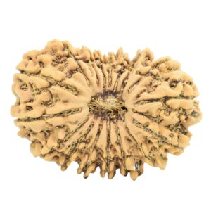 17 Mukhi Rudraksha 30.2mm 4.91gm - Rudraksha