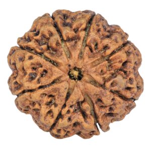 8 Mukhi Rudraksha 31.4mm 7.31gm - Rudraksha