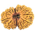 16 Mukhi Rudraksha 33.6mm 5.53gm - Rudraksha