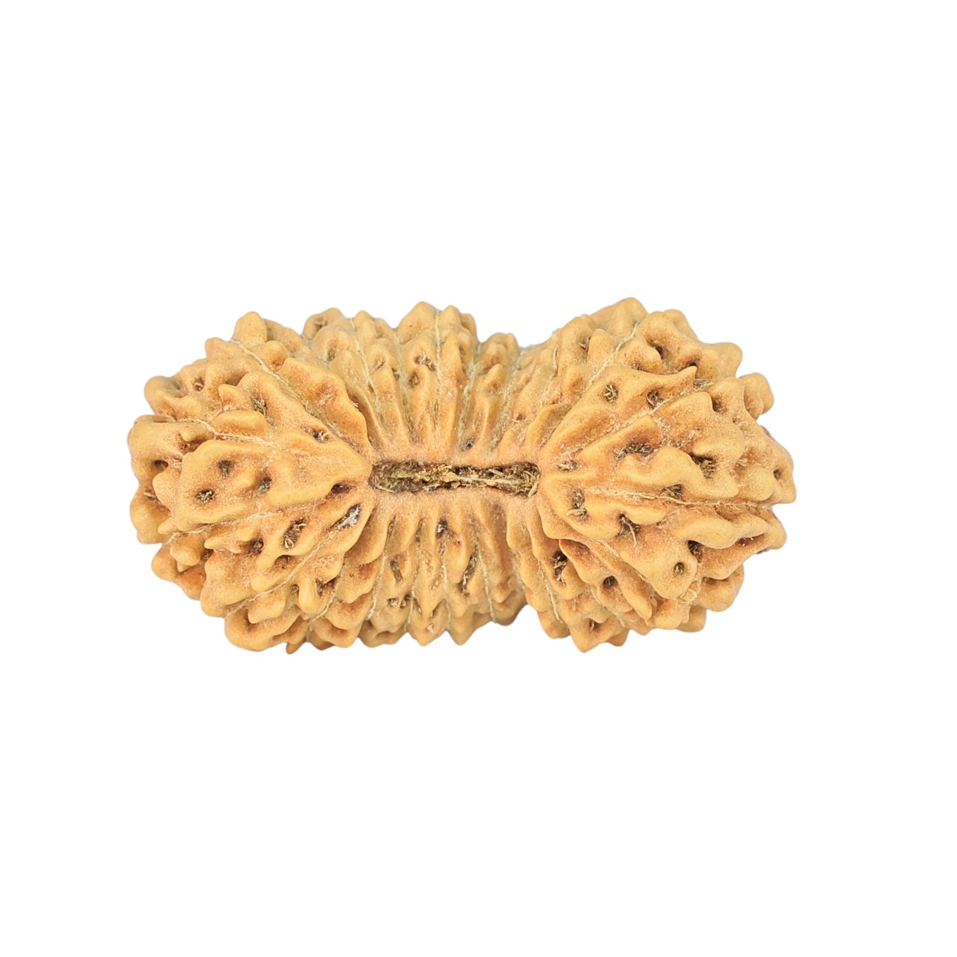 23 Mukhi Rudraksha 23mm 1.58gm - Rudraksha