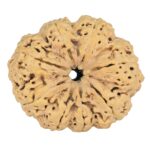 8 Mukhi Rudraksha 35.7mm 7.74gm - Rudraksha