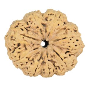 8 Mukhi Rudraksha 35.7mm 7.74gm - Rudraksha