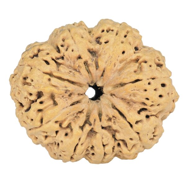 8 Mukhi Rudraksha 35.7mm 7.74gm - Rudraksha