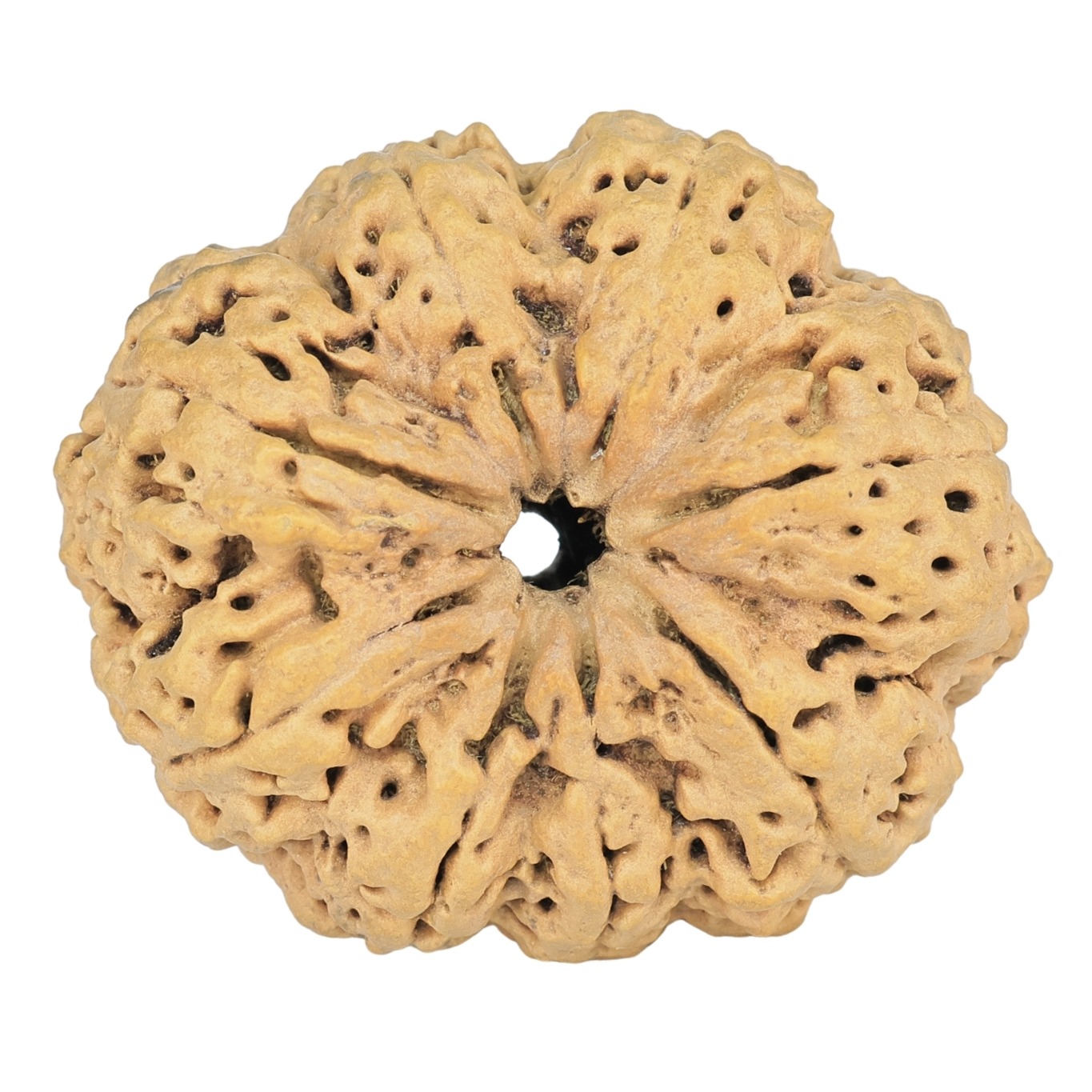 8 Mukhi Rudraksha 35.7mm 7.74gm - Rudraksha