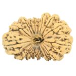 17 Mukhi Rudraksha 35.4mm 4.73gm - Rudraksha