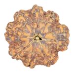 8 Mukhi Rudraksha 23.8mm 4.32gm - Rudraksha