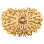 17 Mukhi Rudraksha 30.2mm 4.91gm - Rudraksha