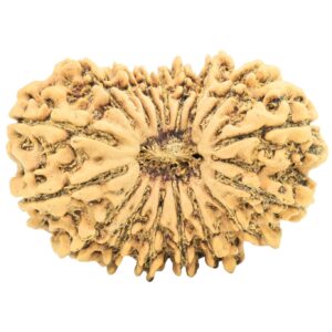 17 Mukhi Rudraksha 30.2mm 4.91gm - Rudraksha