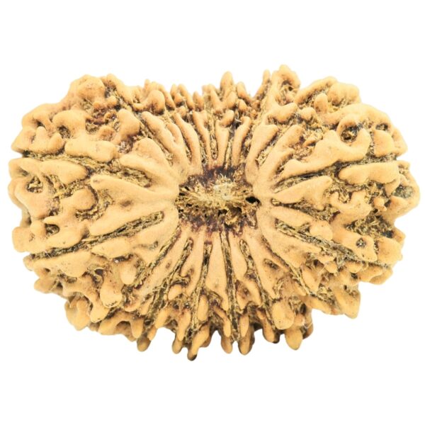 17 Mukhi Rudraksha 30.2mm 4.91gm - Rudraksha