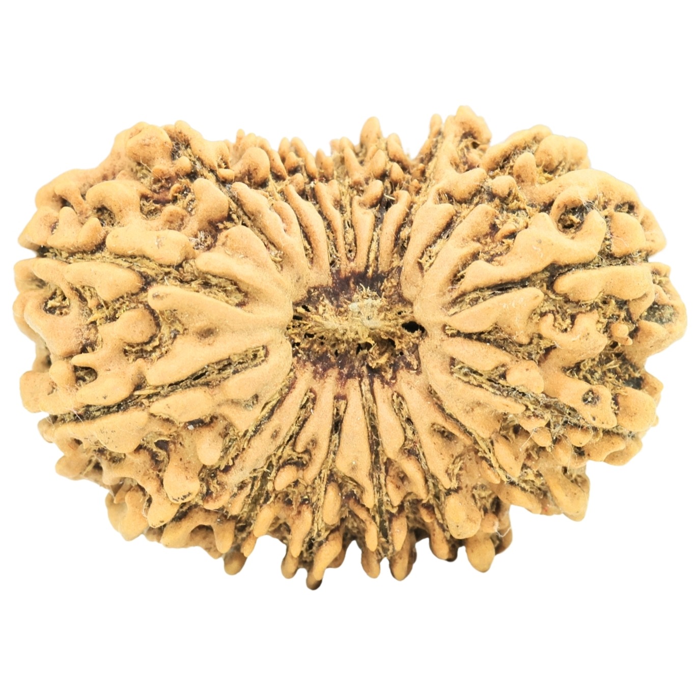 17 Mukhi Rudraksha 30.2mm 4.91gm - Rudraksha