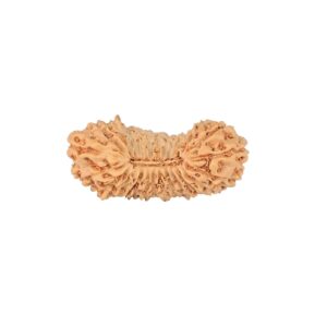 27 Mukhi Rudraksha 23.1mm 1.23gm - Rudraksha