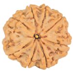 8 Mukhi Rudraksha 28.5mm 6.88gm - Rudraksha