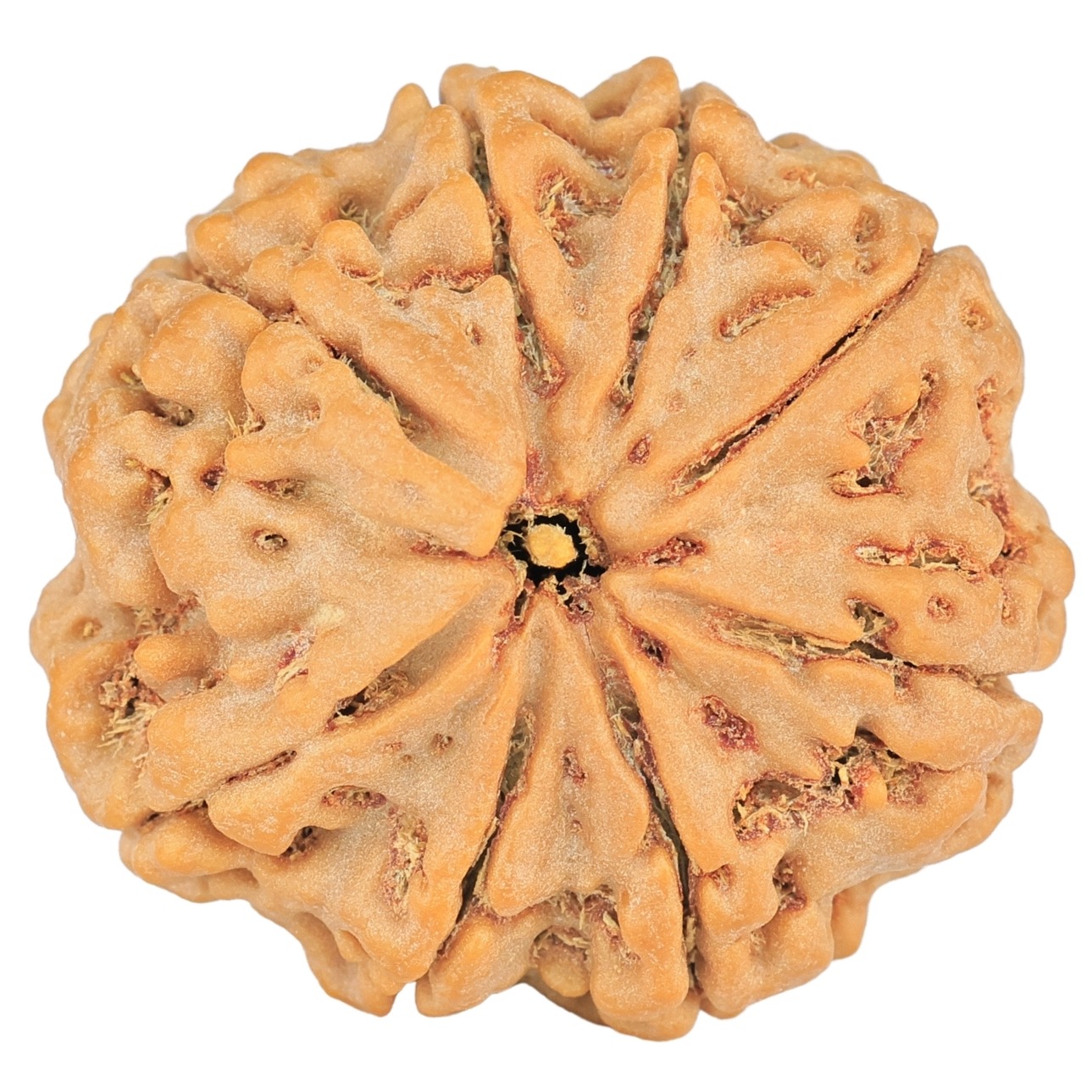 8 Mukhi Rudraksha 28.5mm 6.88gm - Rudraksha