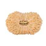 20 Mukhi Rudraksha 24.1mm 2.32gm - Rudraksha