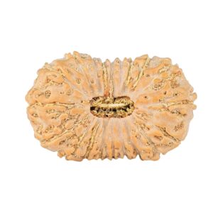 20 Mukhi Rudraksha 24.1mm 2.32gm - Rudraksha