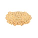 21 Mukhi Rudraksha 24.5mm 2.24gm - Rudraksha
