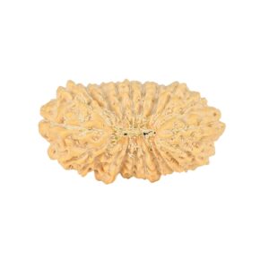 21 Mukhi Rudraksha 24.5mm 2.24gm - Rudraksha