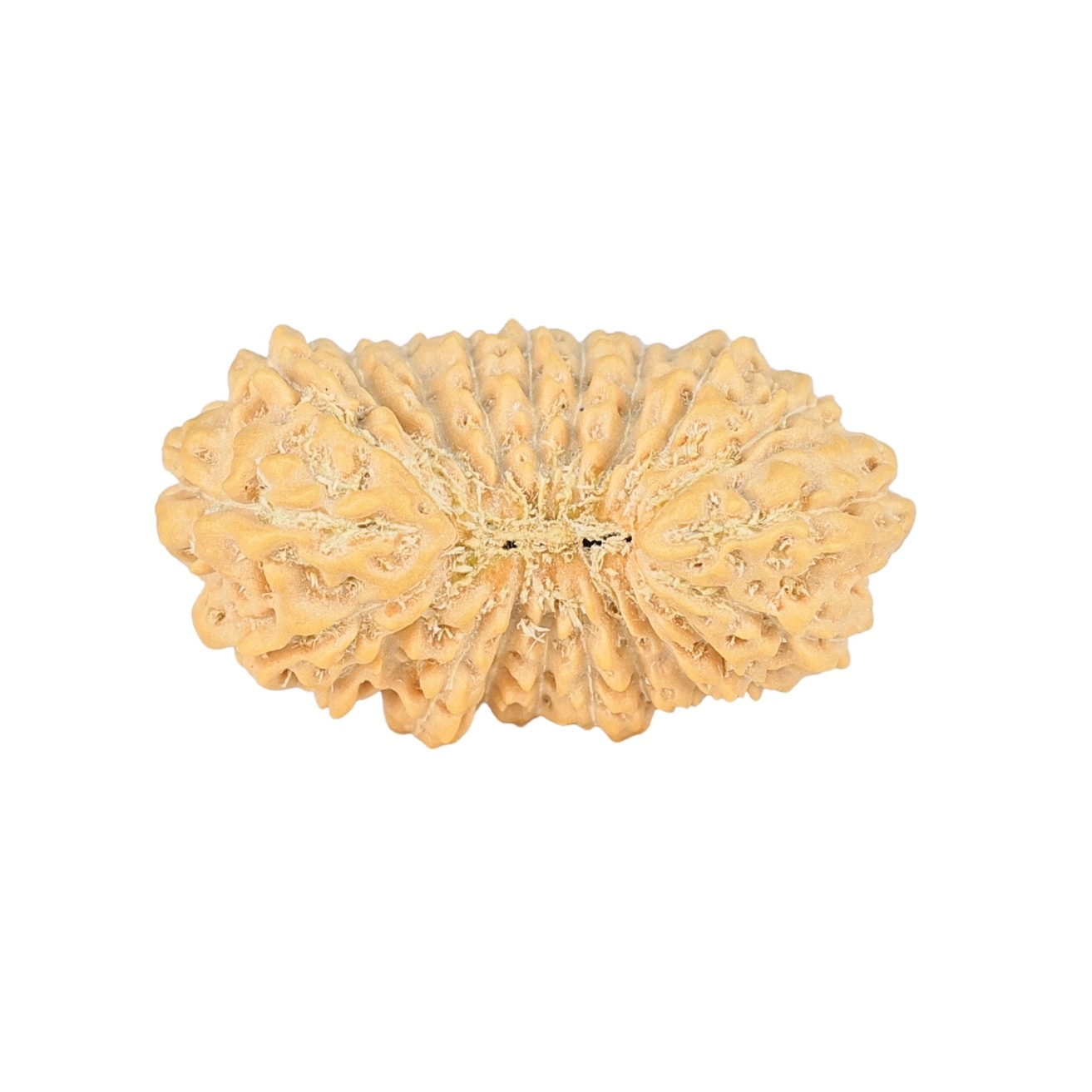 21 Mukhi Rudraksha 24.5mm 2.24gm - Rudraksha