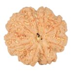 8 Mukhi Rudraksha 24.6mm 5.14gm - Rudraksha