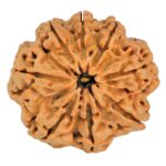 8 Mukhi Rudraksha 29.6mm 6.9gm - Rudraksha