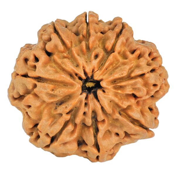 8 Mukhi Rudraksha 29.6mm 6.9gm - Rudraksha