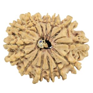 14 Mukhi Rudraksha 29.3mm 5gm - Rudraksha