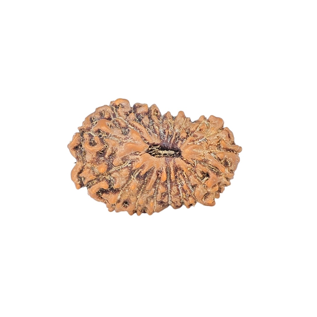 19 Mukhi Rudraksha 18.9mm 1.26gm - Rudraksha