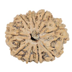 9 Mukhi Rudraksha 26.8mm 4.49gm - Rudraksha