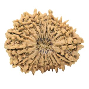 18 Mukhi Rudraksha 29.6mm 4.44gm - Rudraksha