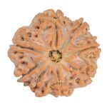 8 Mukhi Rudraksha 24.5mm 4.78gm - Rudraksha