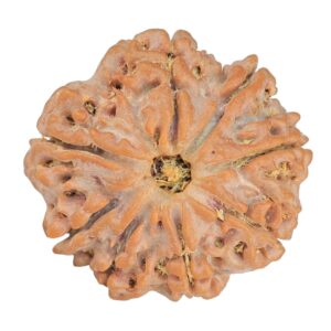 8 Mukhi Rudraksha 24.5mm 4.78gm - Rudraksha