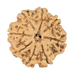 8 Mukhi Rudraksha 25.8mm 5.23gm - Rudraksha