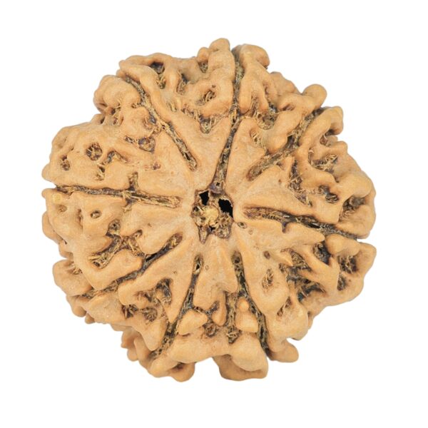 8 Mukhi Rudraksha 25.8mm 5.23gm - Rudraksha