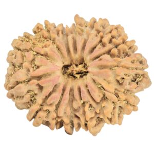 15 Mukhi Rudraksha 30.3mm 5.75gm - Rudraksha