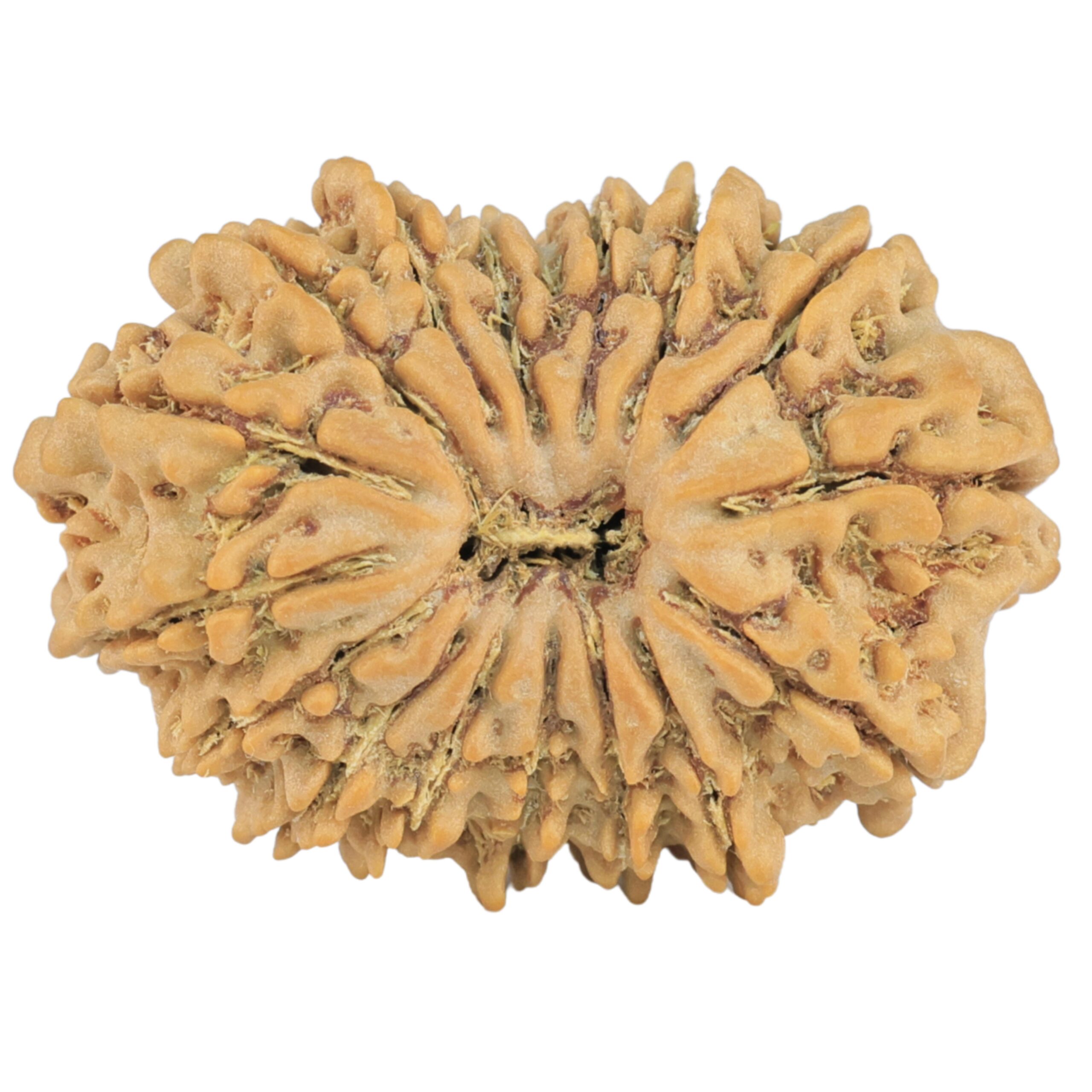 16 Mukhi Rudraksha 26.6mm 3.38gm - Rudraksha